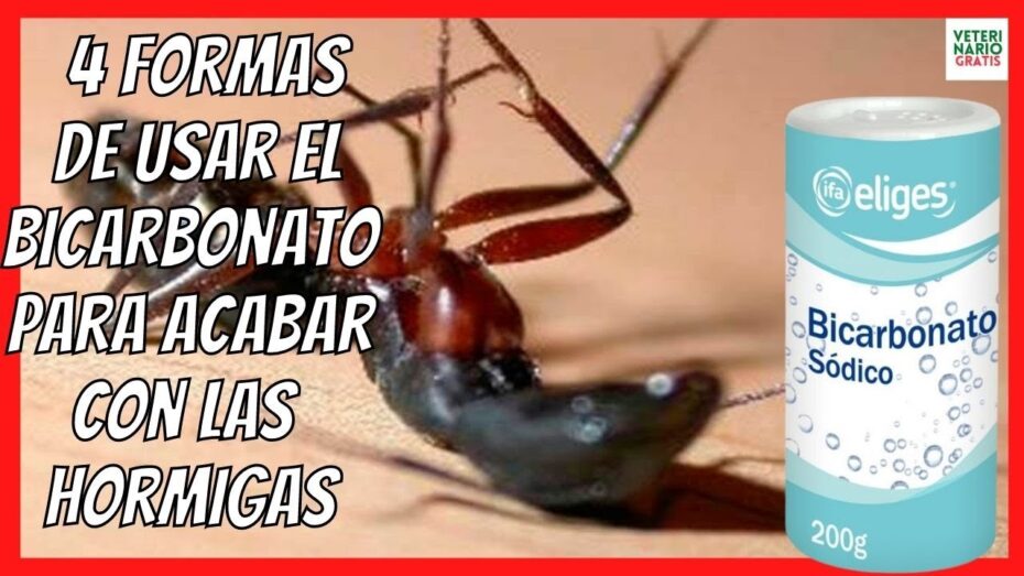 Cómo acabar con las hormigas