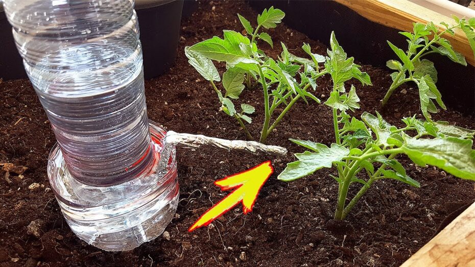 Cómo ahorrar agua al regar las plantas