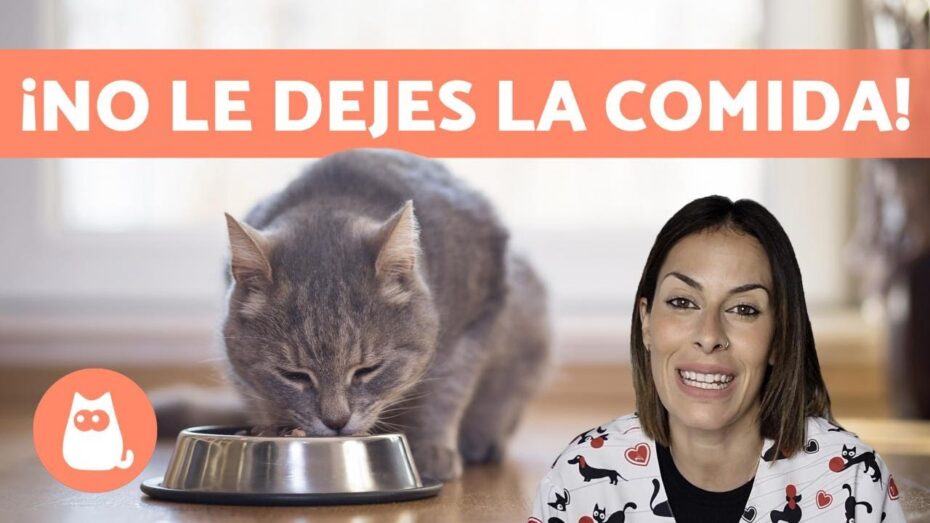 Cómo alimentar a un gato