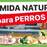 Cómo alimentar a un perro