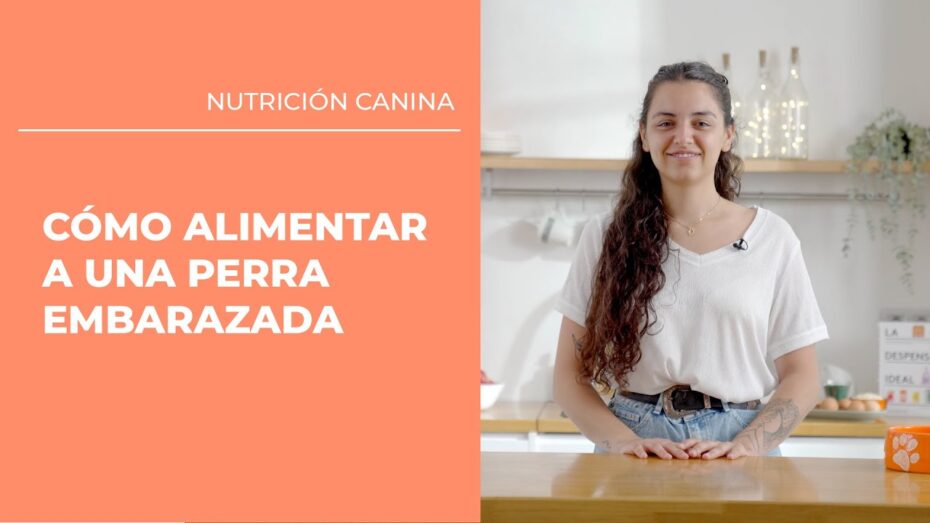 Cómo alimentar a una perra embarazada