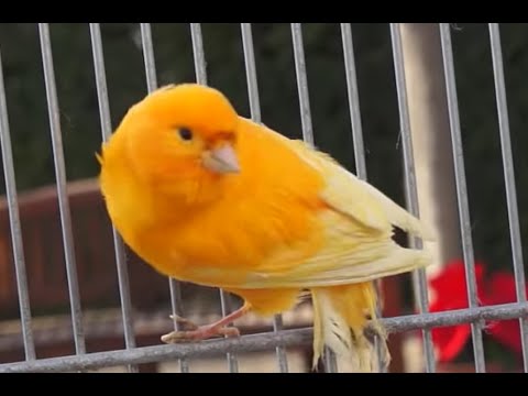 Cómo alimentar un canario