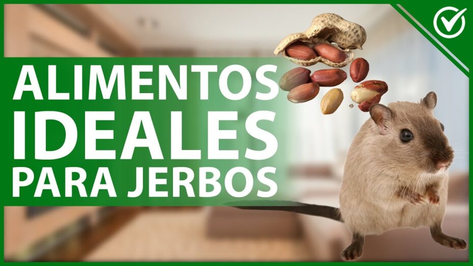 Cómo alimentar un jerbo