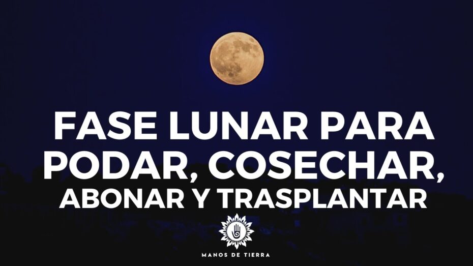 Cómo aprovechar la luna en jardinería
