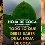 Cómo aprovechar las propiedades del té de coca