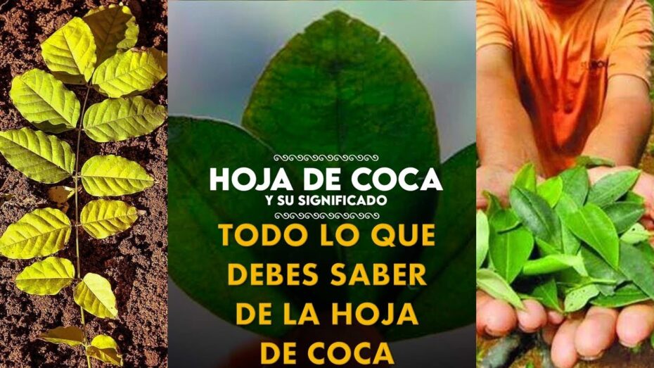 Cómo aprovechar las propiedades del té de coca