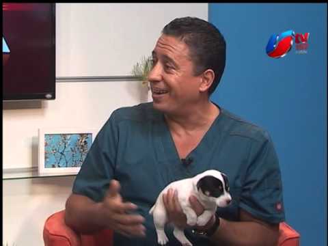 Cómo atender a un cachorrito huérfano