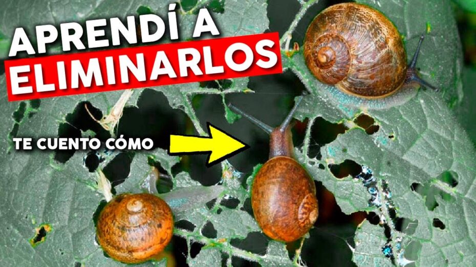 Cómo atrapar caracoles y otros insectos del jardín