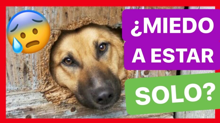 Como ayudar a una mascota a superar la ansiedad por separación
