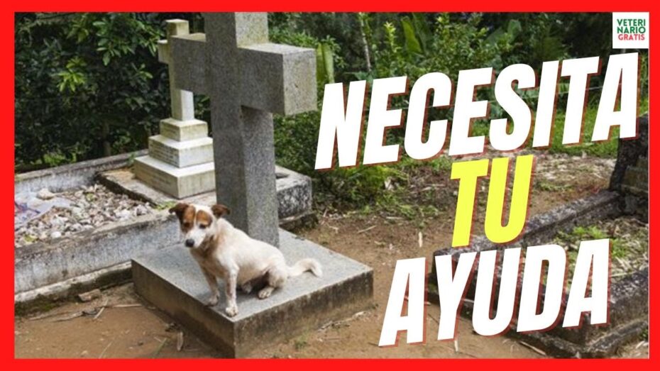 Cómo ayudar al perro a superar la muerte de un familiar