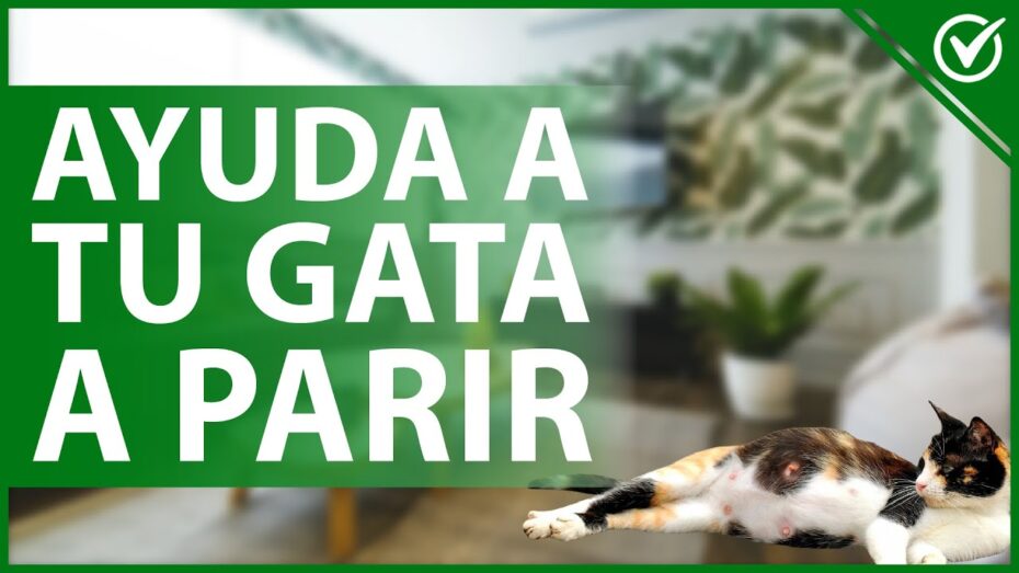 Cómo ayudar en el parto de nuestra gata