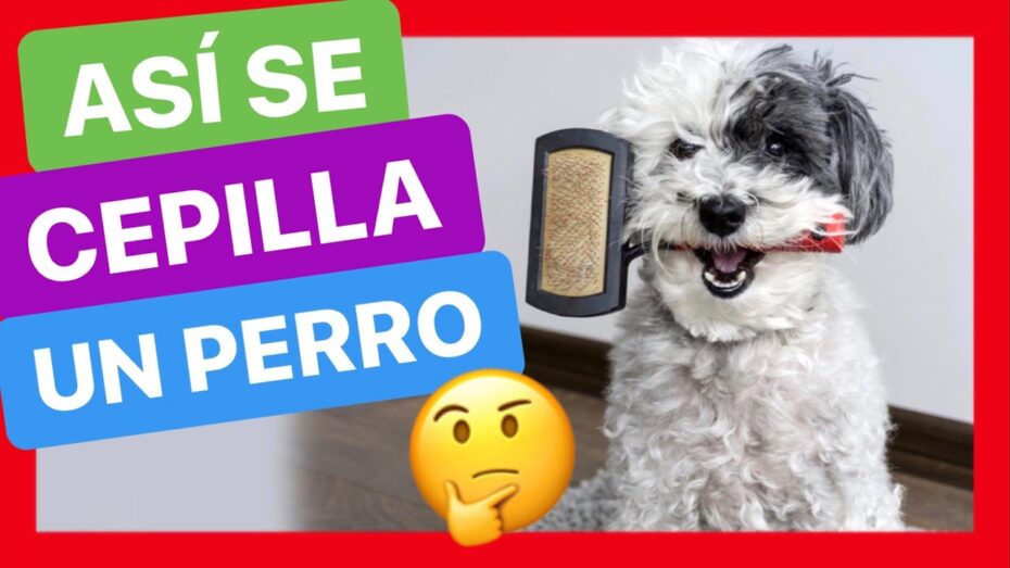 Cómo cepillar a un perro