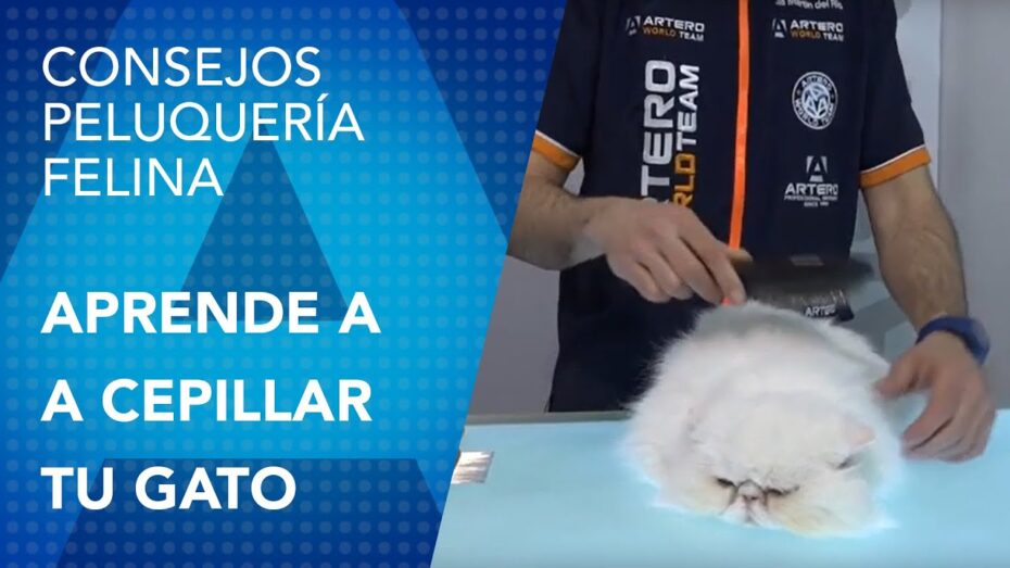 Cómo cepillar al gato