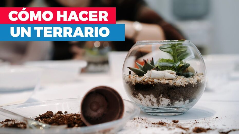 Cómo construir un terrarium