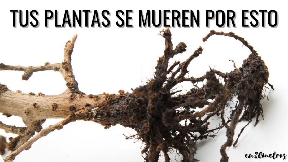 Cómo cuidar las plantas de interior
