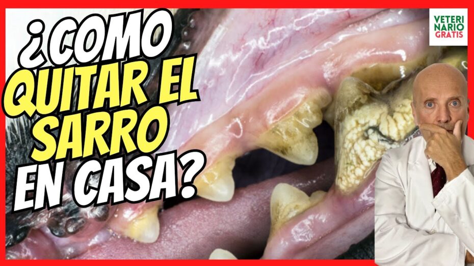 Cómo cuidar los dientes de los perros