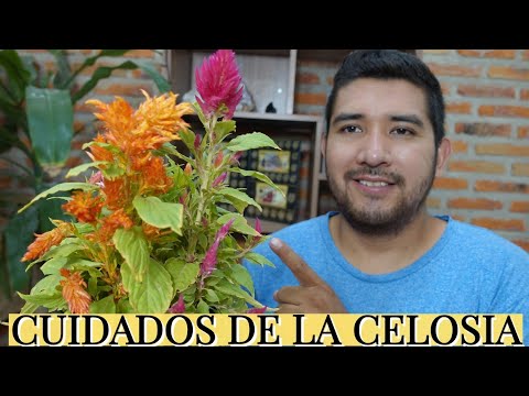 Cómo cuidar una cresta de gallo