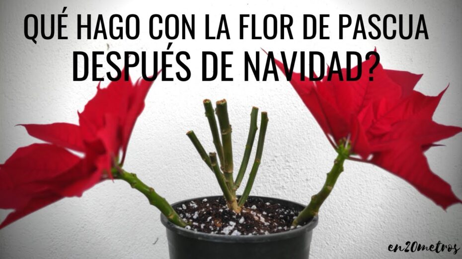 Cómo cuidar una flor de pascua
