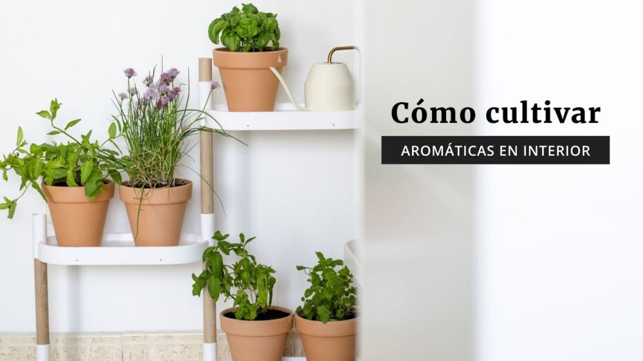 Cómo cultivar hierbas aromáticas dentro de casa Cómo cultivar hierbas aromáticas dentro de casa