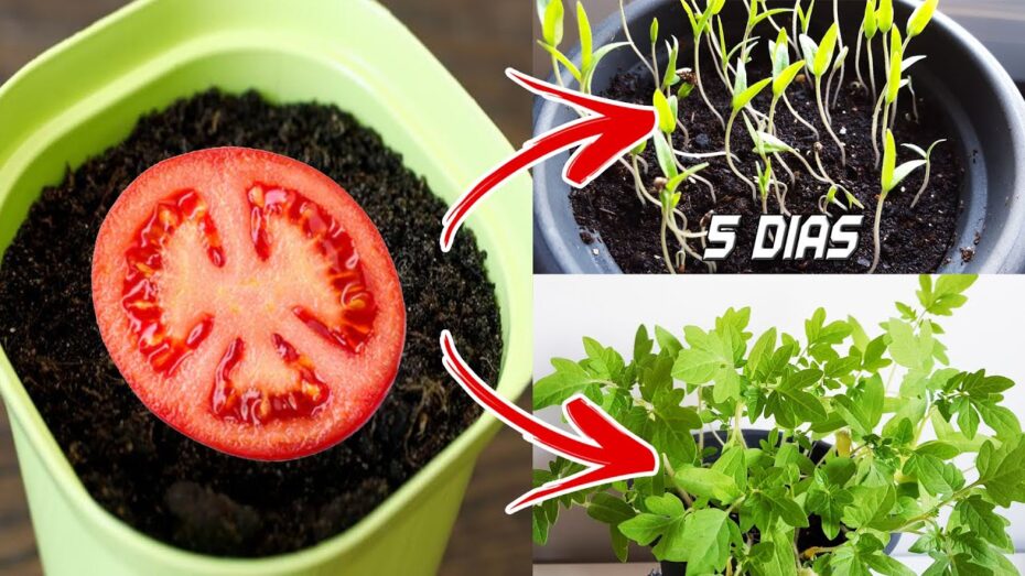 Cómo cultivar tomates
