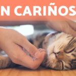 Cómo demuestran cariño los gatos