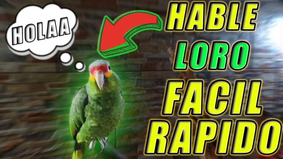 Cómo enseñarle a hablar a mi loro