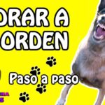 Cómo enseñarle al perro a ladrar cuando sea necesario