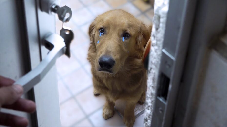 Cómo entrenar al perro para que esté dentro de la casa