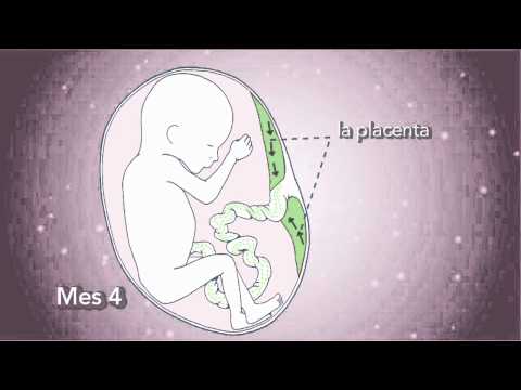 Cómo es el embarazo a los 4 meses