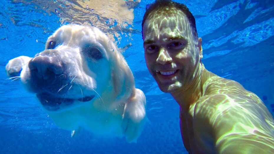 Cómo evitar que el perro entre a la piscina