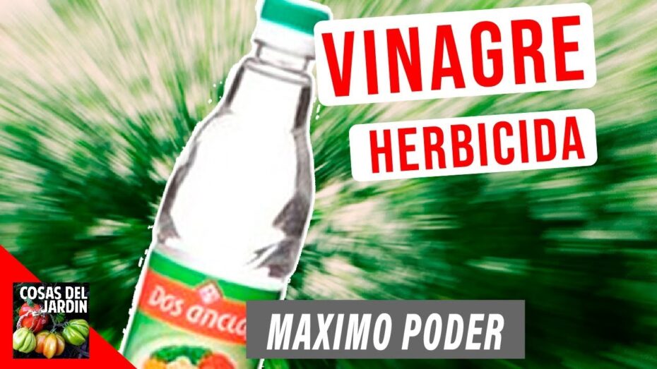 Cómo frenar las hierbas invasivas del jardín Cómo frenar las hierbas invasivas del jardín