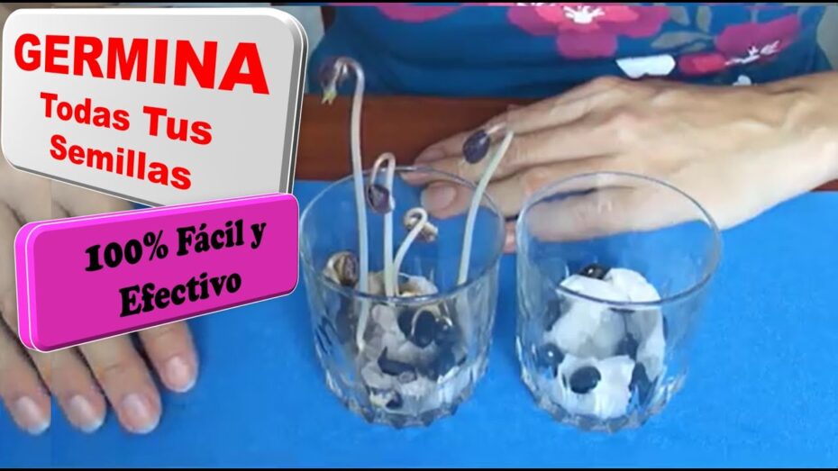 Cómo hacer germinadores caseros