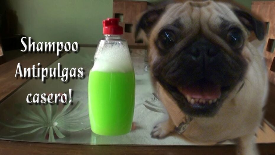 Cómo hacer un antipulgas casero