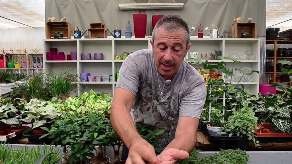 Cómo Identificar Plagas en Plantas de Interior