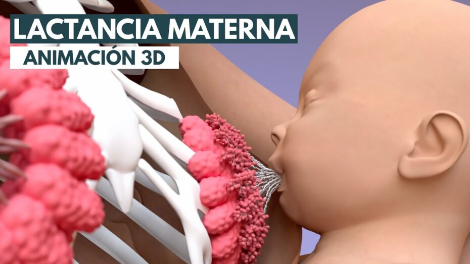 Cómo influye la lactancia materna en el desarrollo del bebe