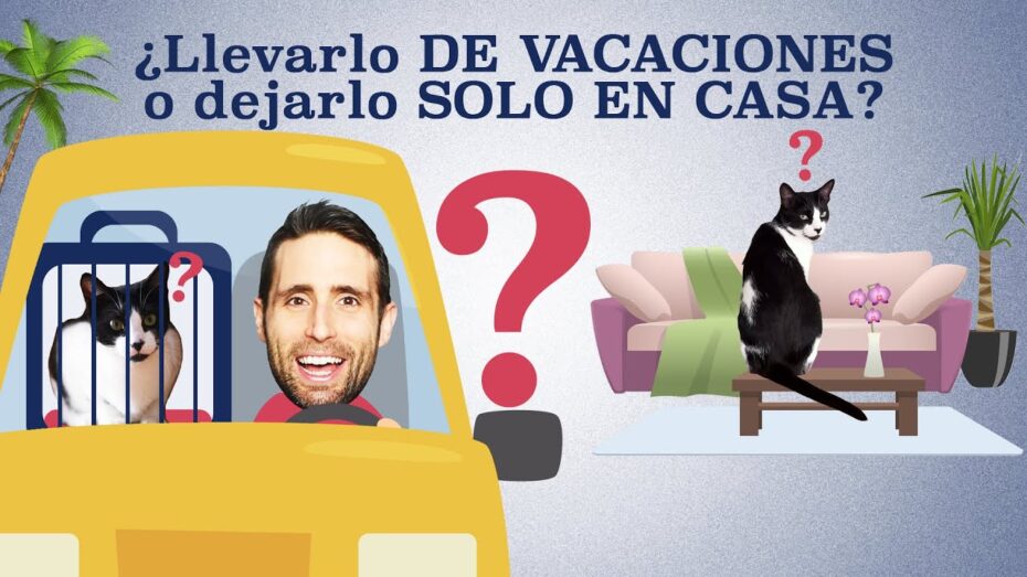 Cómo irse de vacaciones con el gato