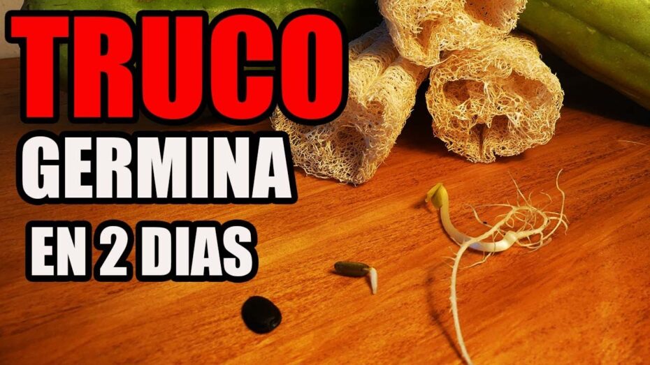 Cómo plantar esponja vegetal