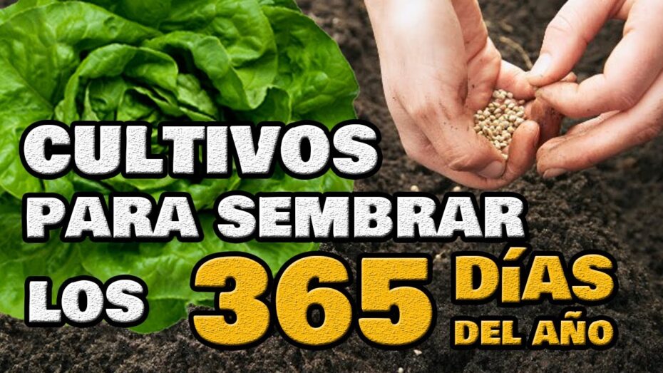 Cómo plantar hortalizas según los meses del año