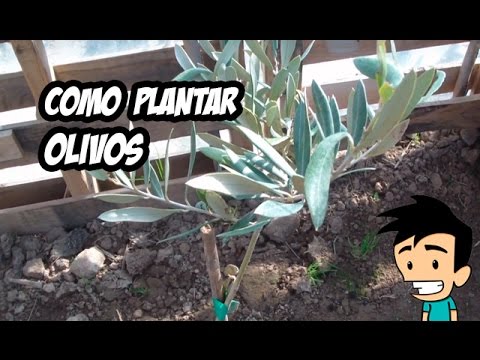 Cómo Plantar Olivos