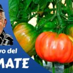 Cómo plantar tomate Cómo plantar tomate
