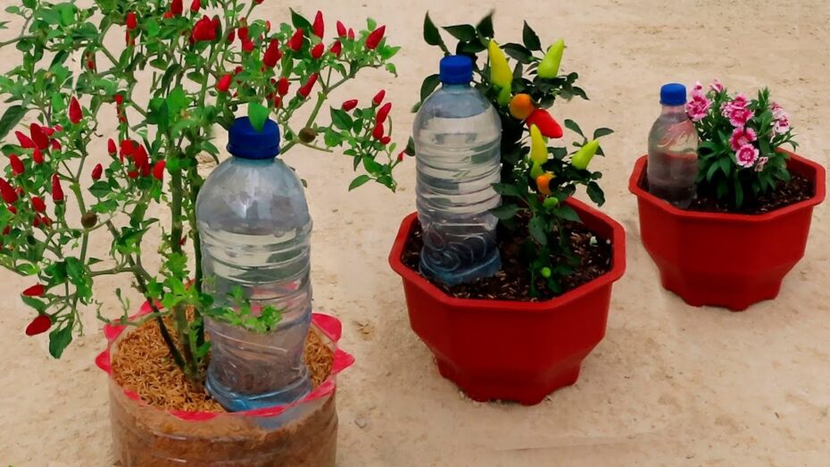 Cómo preparar las plantas para las vacaciones