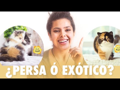 Cómo reconocer a un gato persa