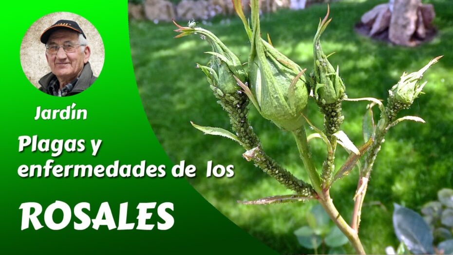 Cómo reconocer los hongos de los rosales